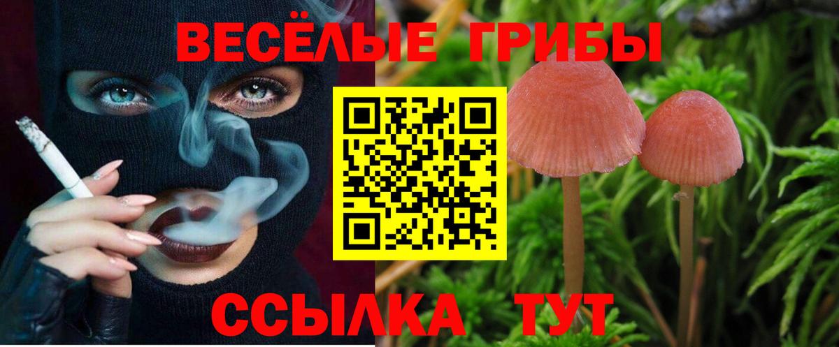 Галлюциногенные грибы Psilocybine cubensis Гуково